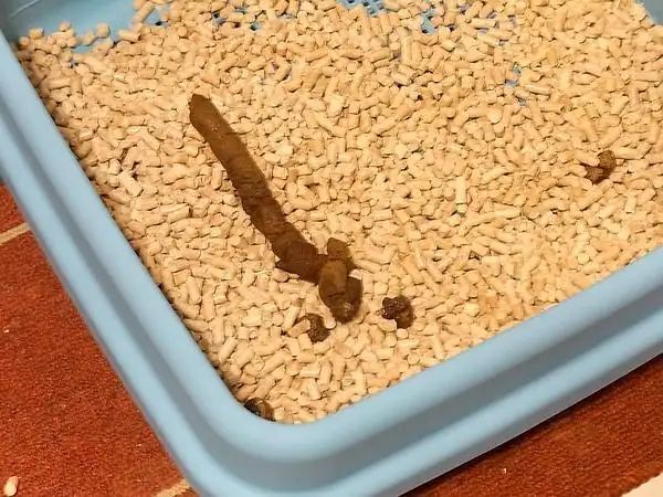 惊现史上最巨屎(重口味,慎入)