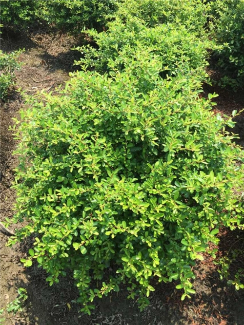 火棘球,浙江火棘球多少钱?