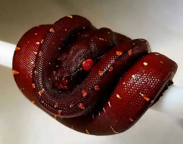 蟒蛇中有"七彩吞天蟒"?蛇界中的"大哥大",蚺和蟒如何区分?