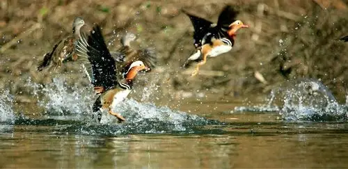 美丽的鸳鸯成双成对!戏水!飞翔!给人们以美丽的和睦画面!