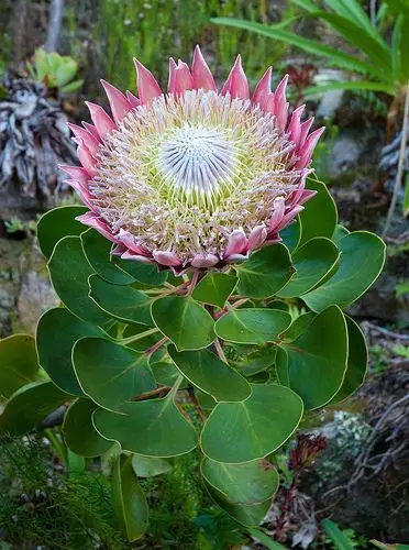 久开不败的帝王花,被誉为全世界最富贵华丽的鲜花,代表着旺盛而顽强的