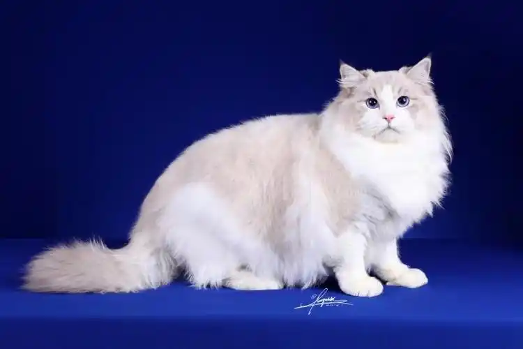 甘肃繁育级布偶猫常识,布偶猫幼猫