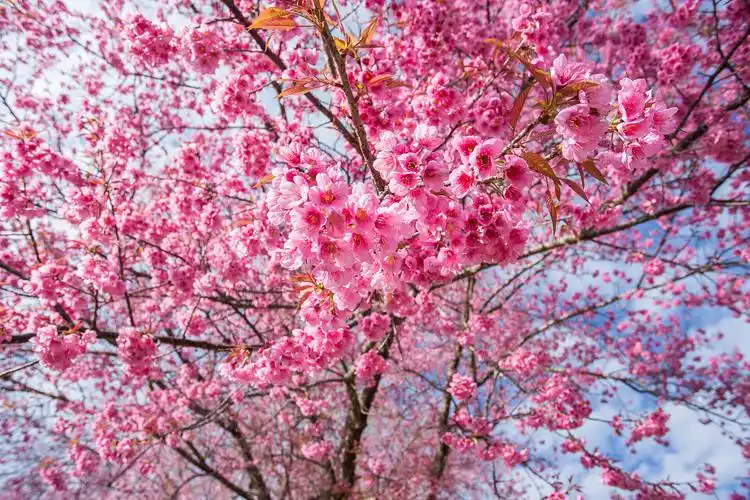 春天里粉色樱花树粉色樱花花