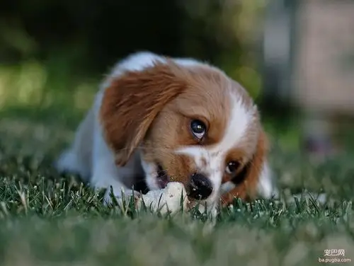 你一定被狗狗水汪汪的无辜眼神瞬间融化过,恨不得双手把零食奉上.