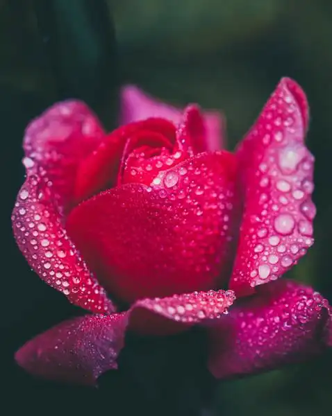 42春天主题高清摄影图枝杆上的露珠春天主题高清摄影图枝杆上的露珠