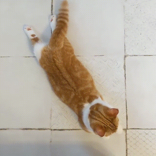 世上怎么会有这么萌的小猫猫尾巴都可以出道了