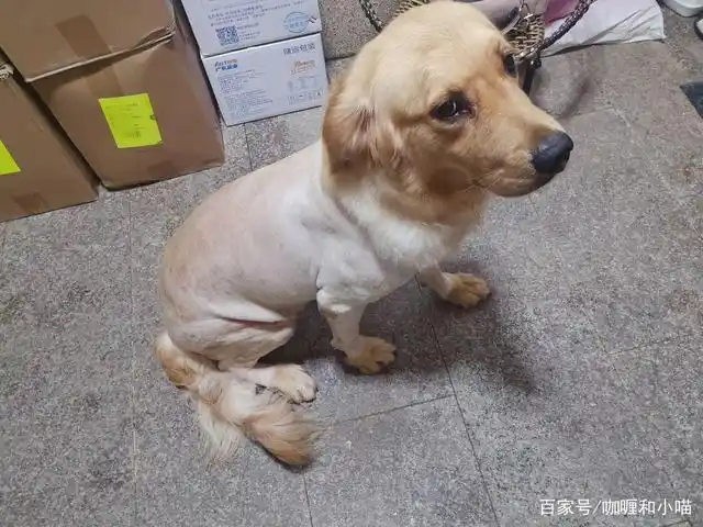 剃毛的金毛