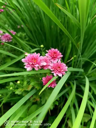 花 花草草是夏天的约定,大自然的美丽.