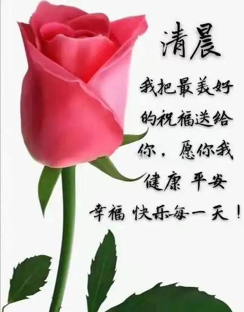 周三清晨问候大家最早的短信句子,最美早安鲜花图片送你