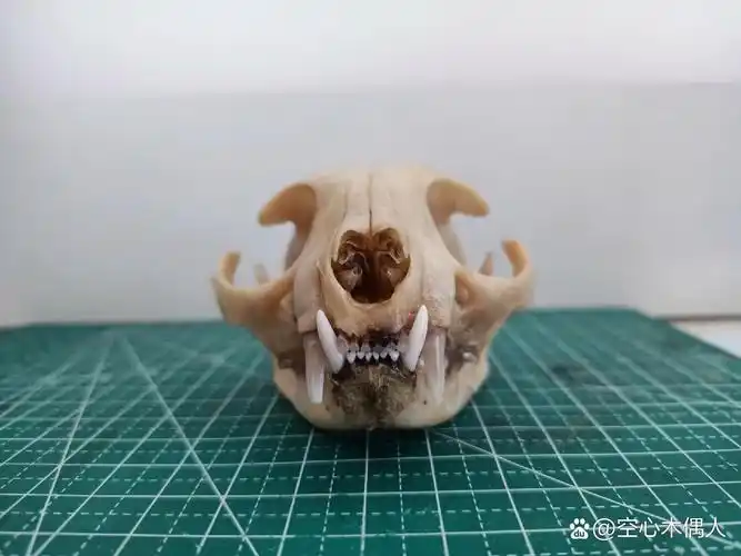 猫猫头骨标本 养殖场自然死亡的猫咪 大眼睛好可爱 还没有脱脂漂白