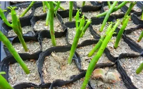 扦插繁殖技术注意事项