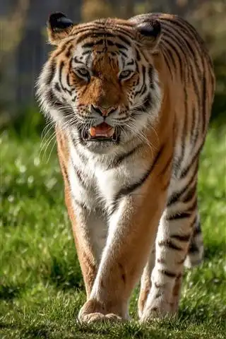 老虎走向你,草,野生动物 iphone 壁纸